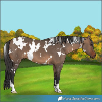 Horse Color:White Spotted Brown Dun