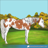 Horse Color:White Spotted Silver Bay Splash 