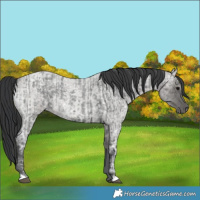 Horse Color:Blue Ice Roan  and Grullo Ice Roan 