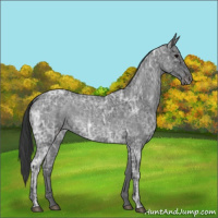 Horse Color:Blue Ice Roan  and Blue Ice Roan 