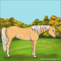 Horse Color:Palomino 