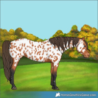 Horse Color:Bay Appaloosa 