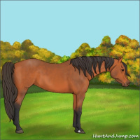 Horse Color:Bay 