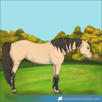 Horse Color:Buckskin 