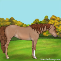 Horse Color:Red Dun 