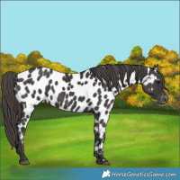 Horse Color:Smoky Black Near Leopard 