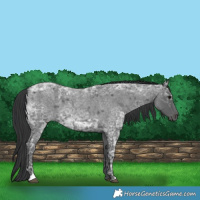 Horse Color:Blue Ice Roan and Blue Ice Roan