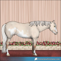 Horse Color:Silver Amber Champagne Dun Frame