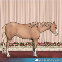 Horse Color:Gold Champagne 