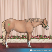 Horse Color:Gold Champagne 