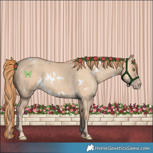 Horse Color:White Spotted Gold Champagne Dun