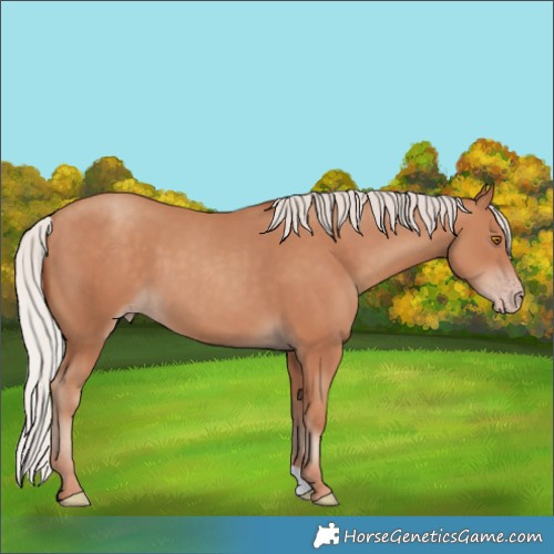 Horse Color:Silver Classic Champagne 