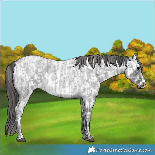 Horse Color:Blue Ice Roan and Blue Ice Roan Appaloosa