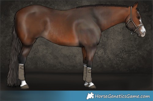 Horse Color:Bay Rabicano  and Bay Rabicano 