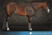 Horse Color:Bay Rabicano  and Bay Rabicano 
