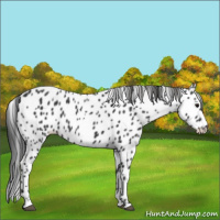 Horse Color:Black Appaloosa 
