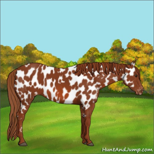 Horse Color:Chestnut Appaloosa 