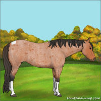 Horse Color:Bay Roan Tobiano 