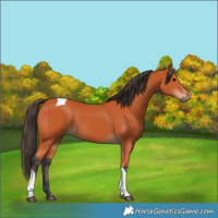 Horse Color:Bay Tobiano 