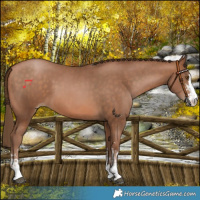 Horse Color:Brown Pearl  and Brown Pearl 