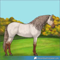 Horse Color:Red Dun Roan 