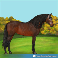 Horse Color:Gray Bay 