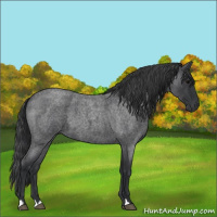 Horse Color:Blue Roan 