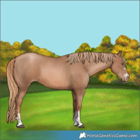 Horse Color:Liver Chestnut Pearl  and Liver Chestnut Pearl 