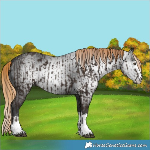 Horse Color:Liver Chestnut  and Gray Liver Chestnut 