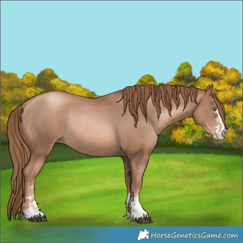 Horse Color:Liver Chestnut Pearl Rabicano  and Liver Chestnut Pearl Rabicano 
