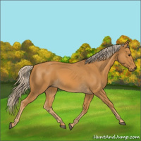 Horse Color:Palomino 