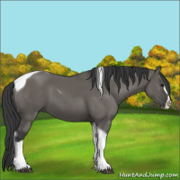 Horse Color:Grullo Splash Tobiano 