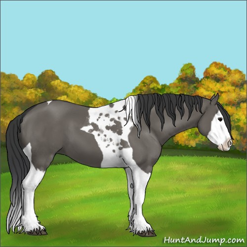 Horse Color:Grullo Splash Tobiano 