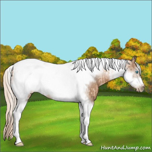 Horse Color:Chocolate Palomino Pearl Tobiano Frame and Gray Chocolate Palomino Pearl Tobiano Frame