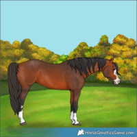 Horse Color:Bay 