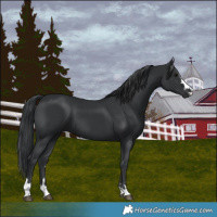 Horse Color:Black 