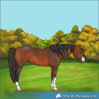 Horse Color:Bay 