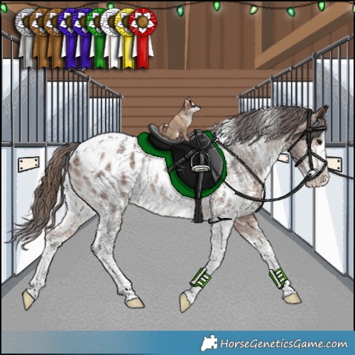Horse Color:White Spotted Bay Sabino Appaloosa Rabicano 