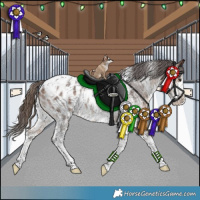 Horse Color:White Spotted Bay Sabino Appaloosa Rabicano 
