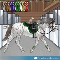 Horse Color:White Spotted Bay Sabino Appaloosa Rabicano 