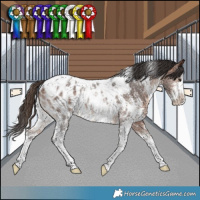 Horse Color:White Spotted Bay Sabino Blanket Rabicano 