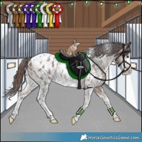 Horse Color:White Spotted Bay Sabino Appaloosa Rabicano 