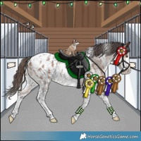 Horse Color:White Spotted Bay Sabino Appaloosa Rabicano 