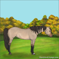 Horse Color:Bay Dun 