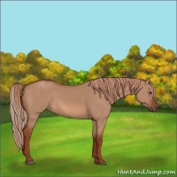 Horse Color:Red Dun 