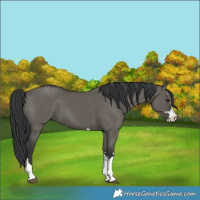 Horse Color:Grullo 