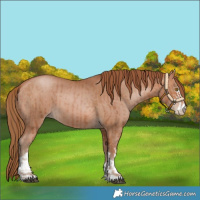 Horse Color:Bay Pearl  and Bay Pearl 