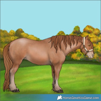 Horse Color:Bay Pearl  and Bay Pearl 