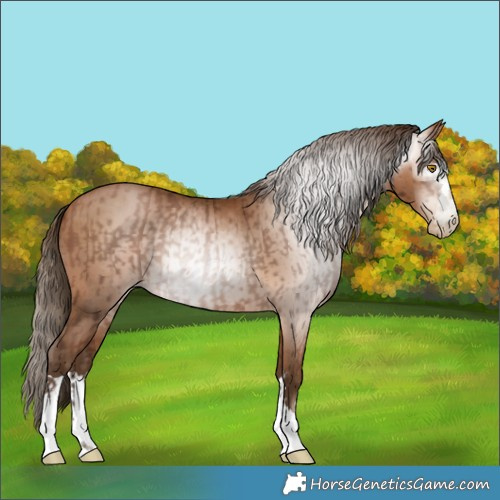 Horse Color:Gray Bay Pearl  and Gray Bay Pearl 