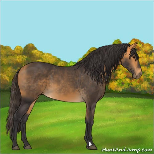 Horse Color:Buckskin 